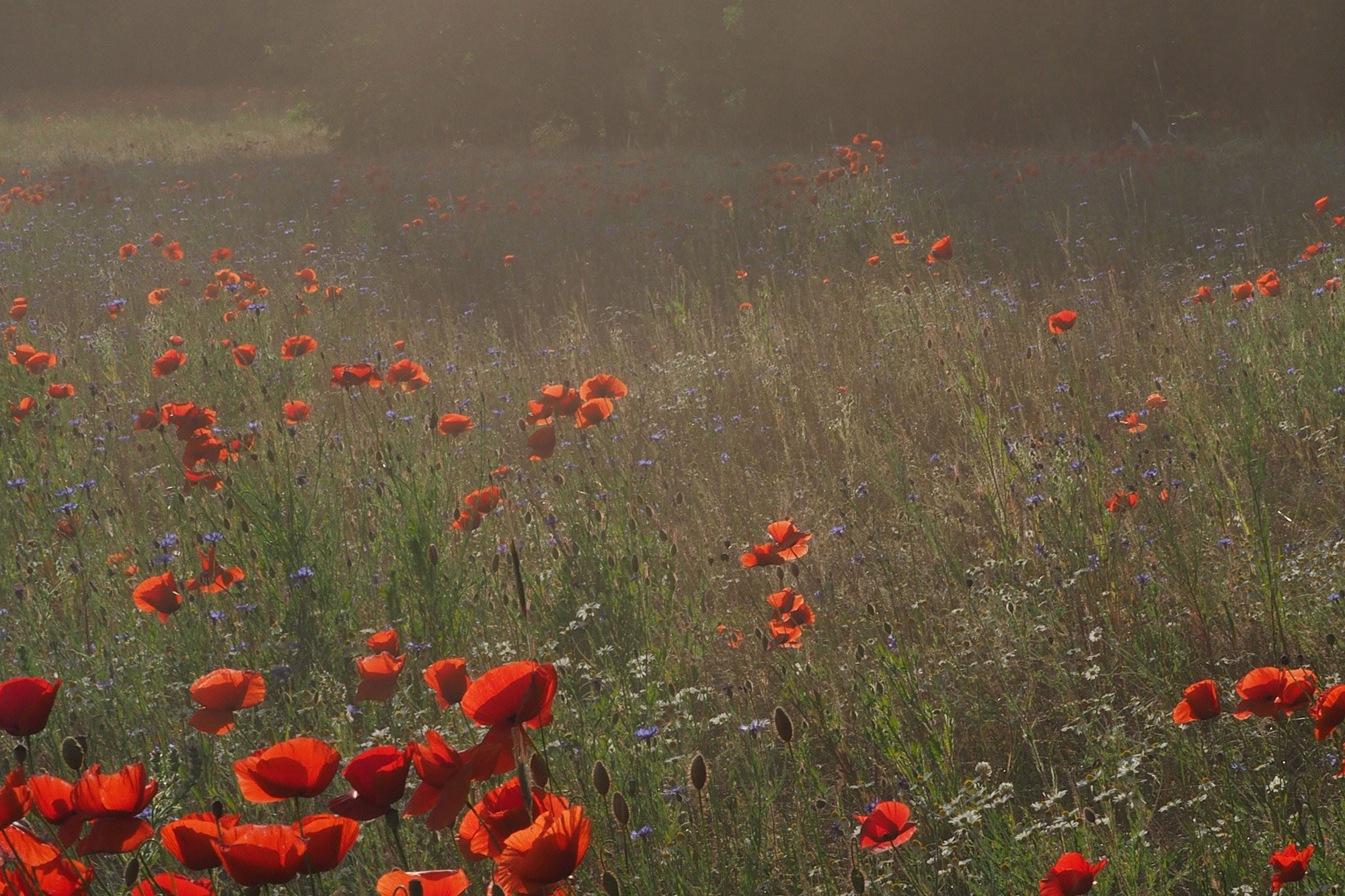 Landscape image 3
