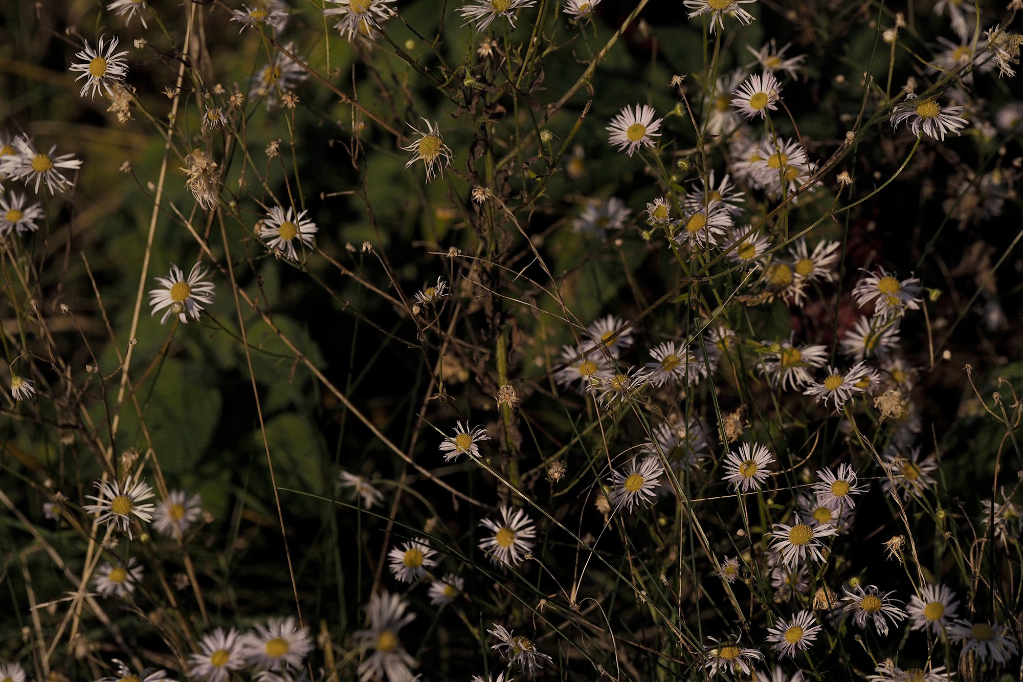 Landscape image 1
