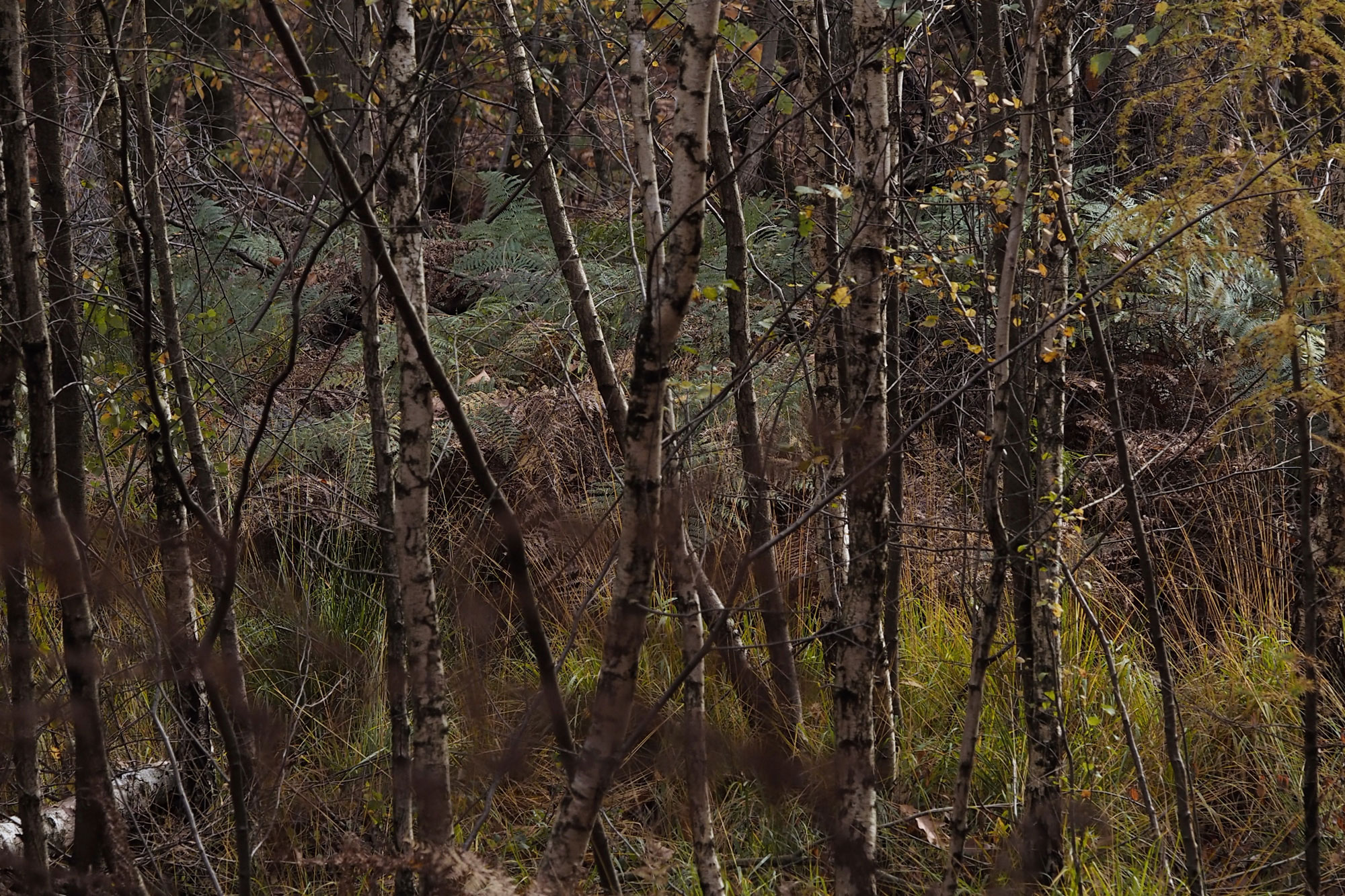 Landscape image 5